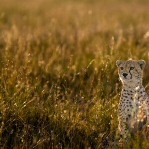 Cheetah Cub