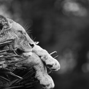 Riders (Black & White)